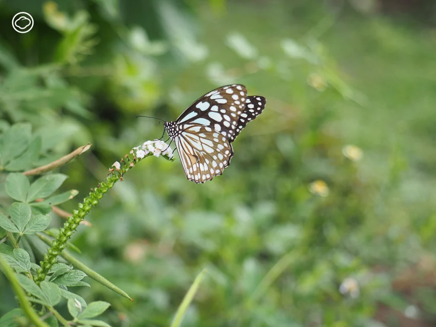 จัดสวน Naturalistic Garden แบบ High Line สไตล์ Piet Oudolf ด้วยดอกไม้ป่าไทย ๆ 15 ชนิด