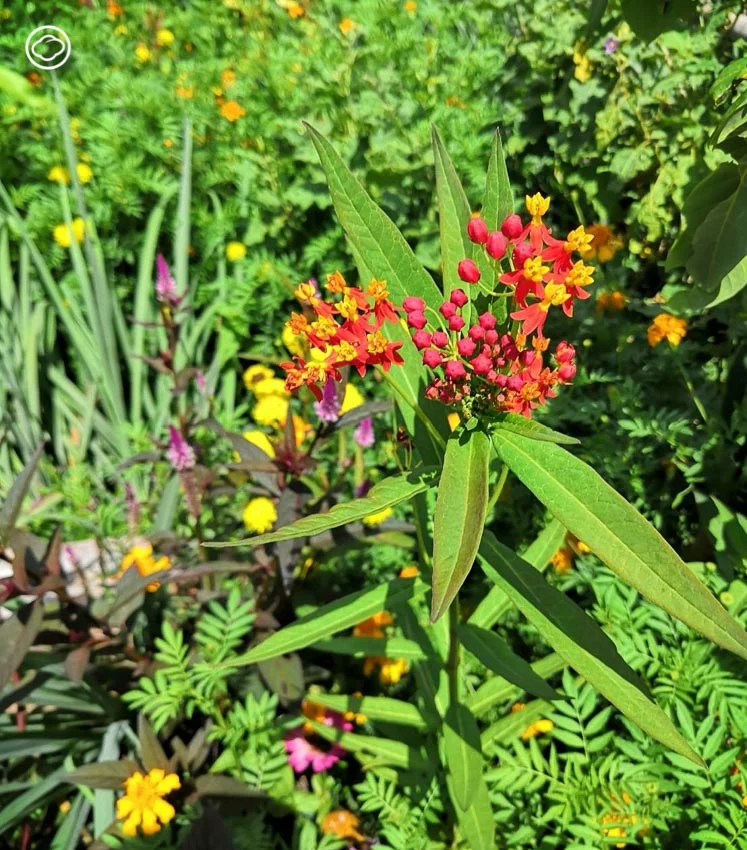 จัดสวน Naturalistic Garden แบบ High Line สไตล์ Piet Oudolf ด้วยดอกไม้ป่าไทย ๆ 15 ชนิด