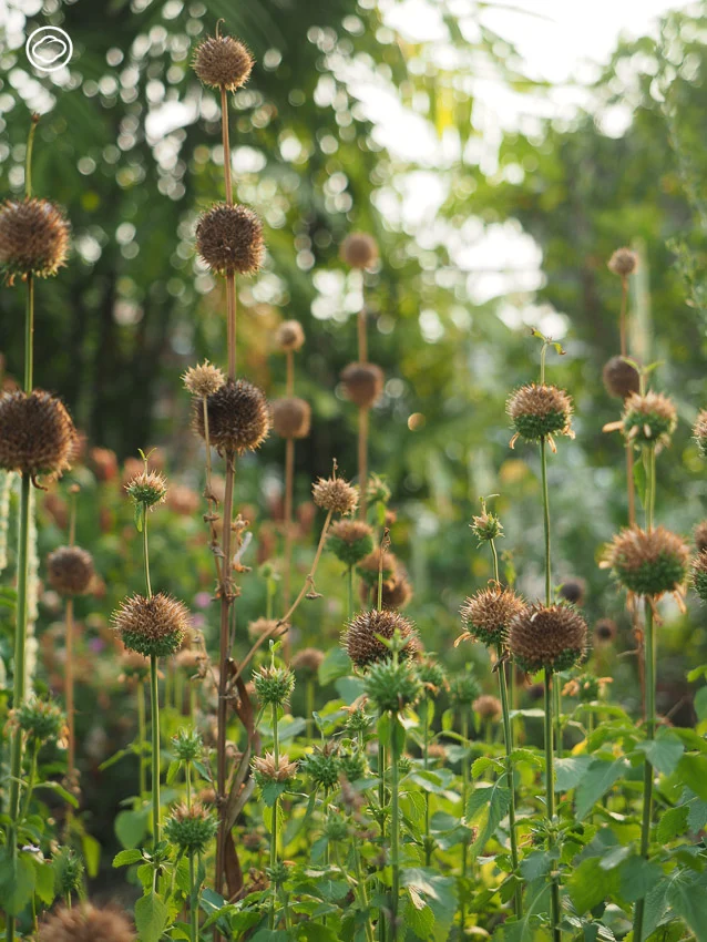จัดสวน Naturalistic Garden แบบ High Line สไตล์ Piet Oudolf ด้วยดอกไม้ป่าไทย ๆ 15 ชนิด
