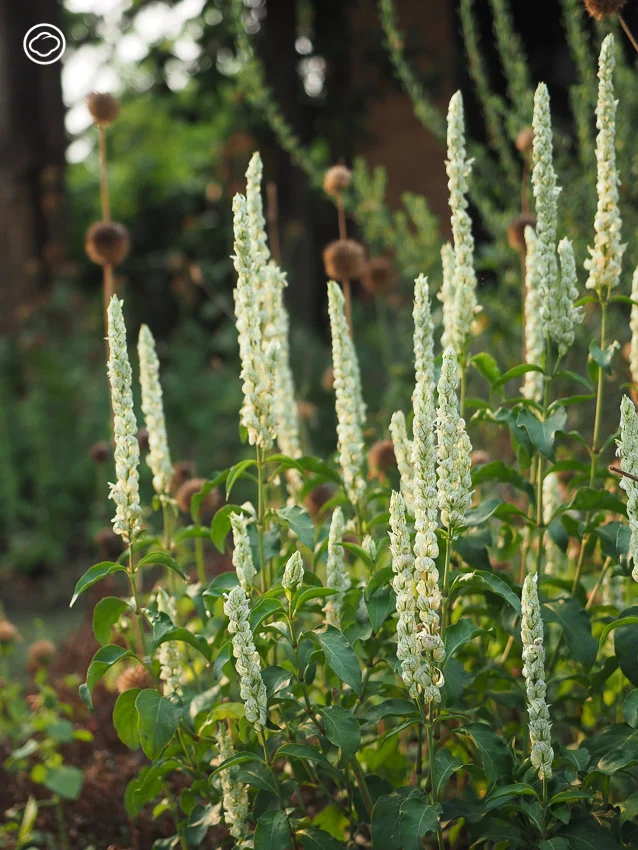 จัดสวน Naturalistic Garden แบบ High Line สไตล์ Piet Oudolf ด้วยดอกไม้ป่าไทย ๆ 15 ชนิด