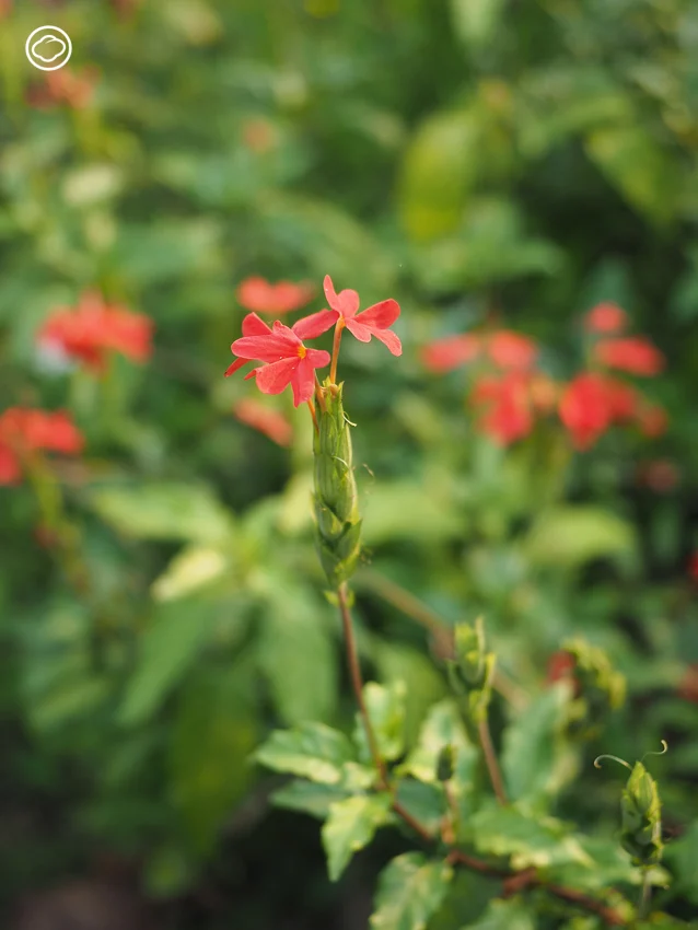 จัดสวน Naturalistic Garden แบบ High Line สไตล์ Piet Oudolf ด้วยดอกไม้ป่าไทย ๆ 15 ชนิด
