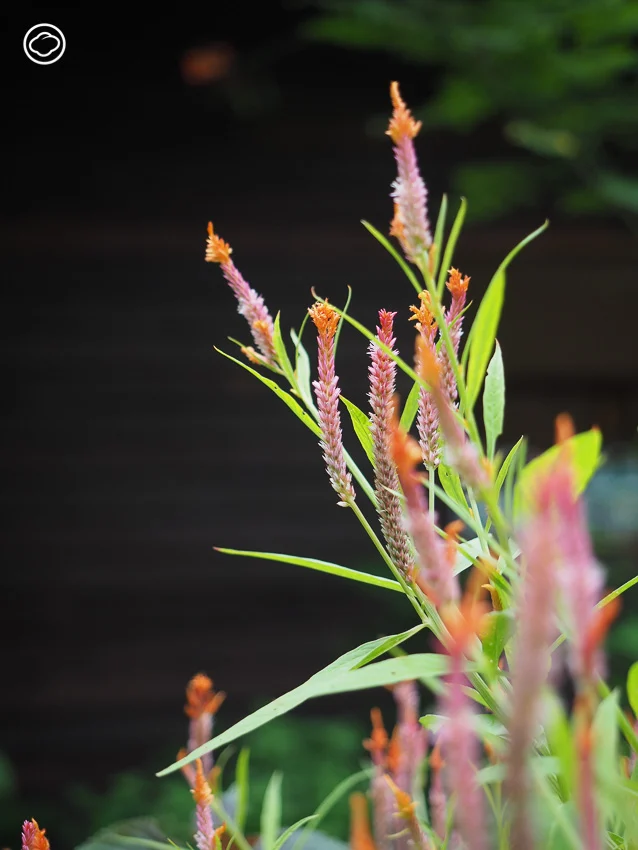 จัดสวน Naturalistic Garden แบบ High Line สไตล์ Piet Oudolf ด้วยดอกไม้ป่าไทย ๆ 15 ชนิด