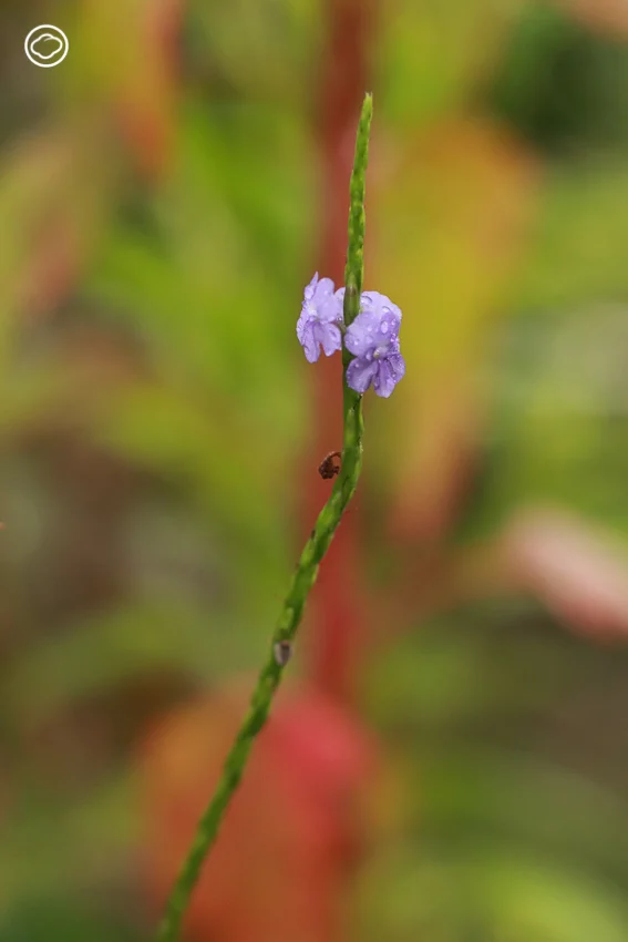จัดสวน Naturalistic Garden แบบ High Line สไตล์ Piet Oudolf ด้วยดอกไม้ป่าไทย ๆ 15 ชนิด