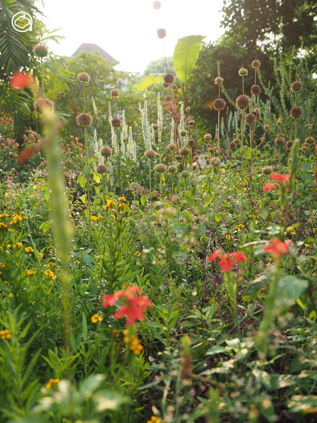 จัดสวน Naturalistic Garden แบบ High Line สไตล์ Piet Oudolf ด้วยดอกไม้ป่าไทย ๆ 15 ชนิด