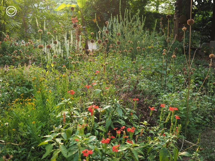 จัดสวน Naturalistic Garden แบบ High Line สไตล์ Piet Oudolf ด้วยดอกไม้ป่าไทย ๆ 15 ชนิด