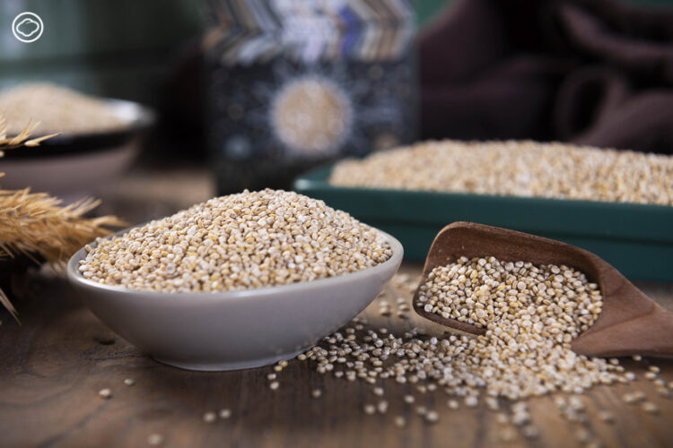 ความร่วมมือไทย-ชิลี ผ่านฟาร์มควินัว Super Food จากชิลีที่พัฒนาจนได้สายพันธุ์ของตัวเอง