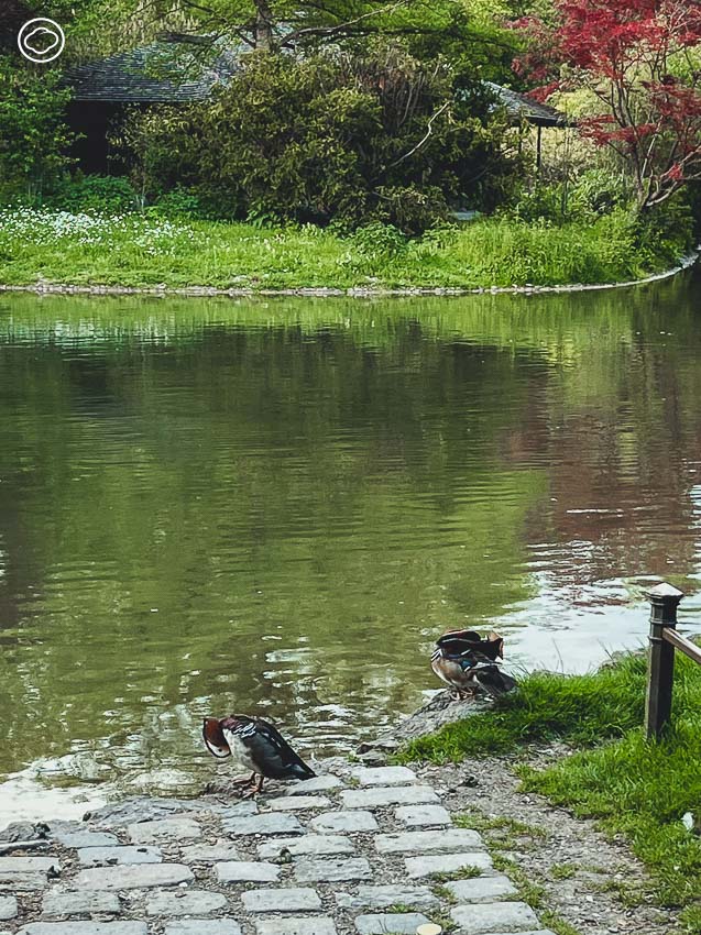 ทำความรู้จัก Englischer Garten สวนสาธารณะกลางเมืองมิวนิก หนึ่งในสวนใจกลางเมืองที่ใหญ่ที่สุดในโลก