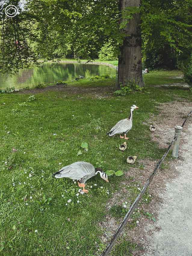 ทำความรู้จัก Englischer Garten สวนสาธารณะกลางเมืองมิวนิก หนึ่งในสวนใจกลางเมืองที่ใหญ่ที่สุดในโลก