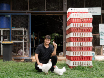 ไก่ KKU1 ไก่ไร้เก๊าท์ ไก่บ้านพันธุ์ใหม่ แบรนด์ 'ไก่ย่างขามแก่น' ที่คนเป็นเกาต์กินได้