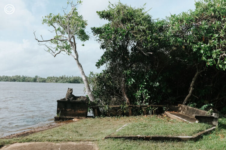 เยี่ยมบ้าน Number 11 และอาณาจักร Lunuganga ของ Geoffrey Bawa สถาปนิกทรอปิคัลโมเดิร์นที่โลกหลงรัก