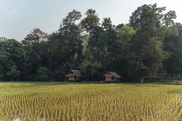 จากไร่ชาป่าส่งออกในรัฐฉาน สู่ร้านอาหารเชียงตุงและบาร์ชา Sangkaew tea.food local culture จังหวัดเชียงราย