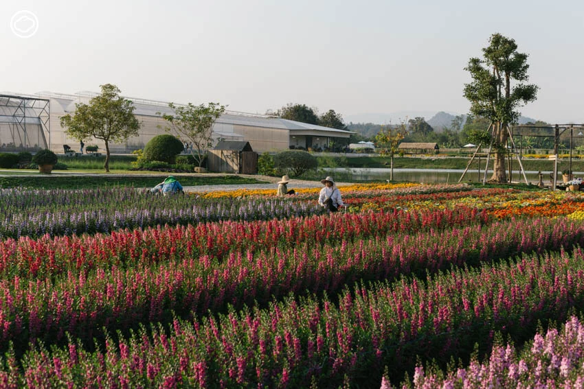 AGA AGRO ธุรกิจไม้ดอกในเชียงใหม่ที่ดังระดับโลก เจ้าของ AGA Happy Farm และงาน AGA Flower Show