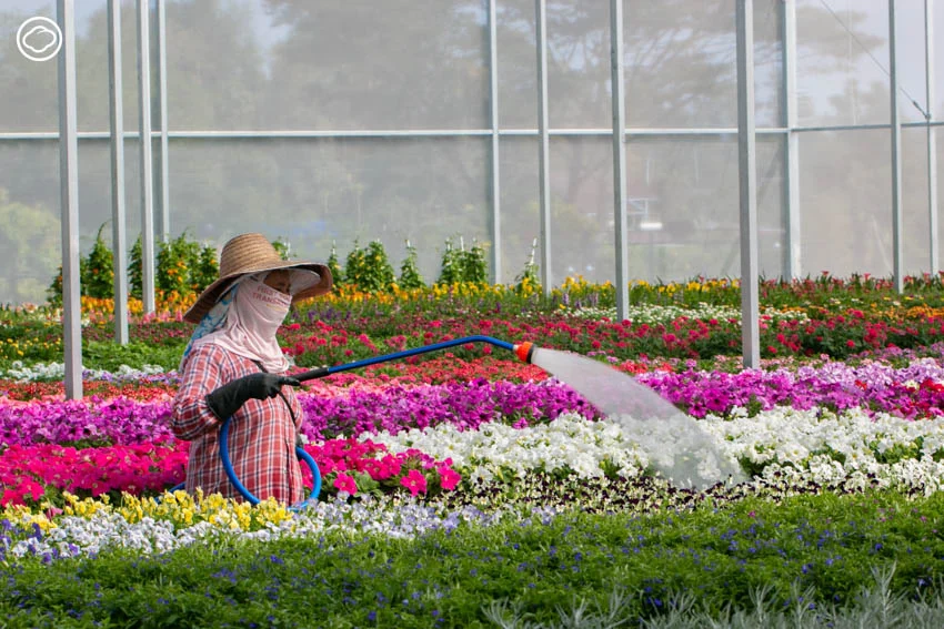 AGA AGRO ธุรกิจไม้ดอกในเชียงใหม่ที่ดังระดับโลก เจ้าของ AGA Happy Farm และงาน AGA Flower Show