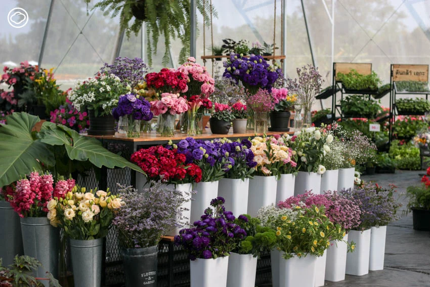 AGA AGRO ธุรกิจไม้ดอกในเชียงใหม่ที่ดังทั่วอาเซียน จนบริษัทดอกไม้อันดับหนึ่งของโลกขอลงทุนด้วย