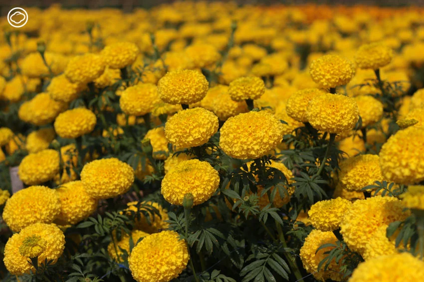 AGA AGRO ธุรกิจไม้ดอกในเชียงใหม่ที่ดังทั่วอาเซียน จนบริษัทดอกไม้อันดับหนึ่งของโลกขอลงทุนด้วย