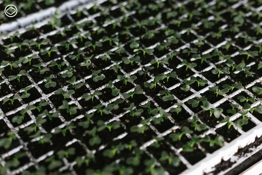 AGA AGRO ธุรกิจไม้ดอกในเชียงใหม่ที่ดังทั่วอาเซียน จนบริษัทดอกไม้อันดับหนึ่งของโลกขอลงทุนด้วย