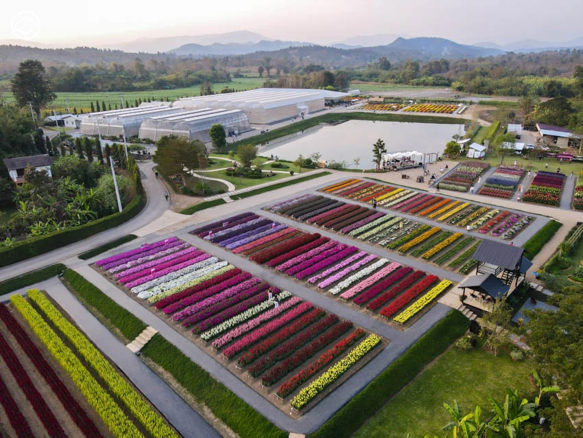 AGA AGRO ธุรกิจไม้ดอกในเชียงใหม่ที่ดังทั่วอาเซียน จนบริษัทดอกไม้อันดับหนึ่งของโลกขอลงทุนด้วย