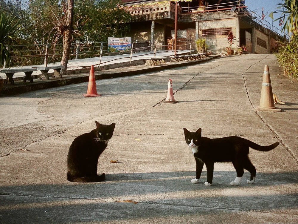 ชุดภาพถ่ายมวลแมวและท้องฟ้าในฤดูหนาว จากลานวัดพระธาตุจอมจ้อ อ.เทิง จ.เชียงราย