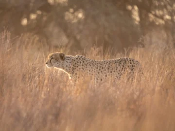 แกะรอยเท้าตามหาฝูงสิงโต ณ Kalahari ทะเลทรายอายุ 60 ล้านปีที่ช่วยให้เราเติบโตด้วยตัวเอง