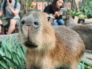ลองฝึกงานเป็น Zookeeper ที่สวนสัตว์เปิดเขาเขียว เปิดกรงเสือ ทำโพรงนกเงือก ทำตุ๊กตาให้สิงโต