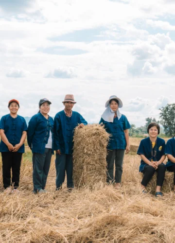 สูตรทำนาของกลุ่มทุ่งต้อมเกษตรอินทรีย์ ใช้นาเลี้ยงคน-สัตว์ ผูกปิ่นโตกับร้านในเชียงราย