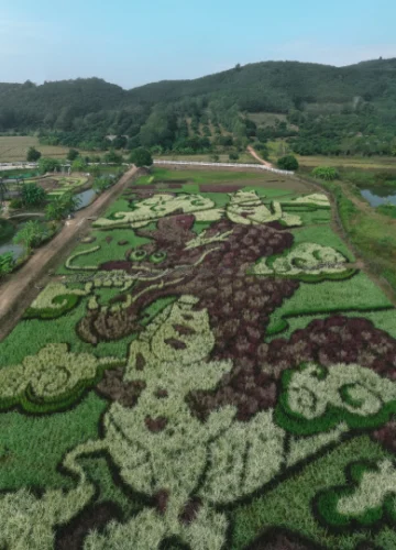 ในน้ำมีปลา ในนามีแมว การทำงานศิลปะบนนาข้าวสรรพสีที่เชียงรายของเกี้ยวตะวัน ธัญฟาร์ม
