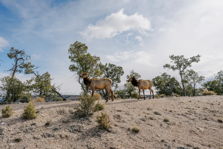 การเปลี่ยนผ่านตลอด 4 เดือนใน Grand Canyon หุบเขามหัศจรรย์ที่ไม่เคยหลับใหล