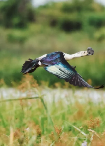 ข้าวเป็ดหงส์ ข้าวที่ได้จากการแบ่งนา 300 ไร่ริมทะเลสาบสงขลา เป็นพื้นที่อนุรักษ์นกเป็ดหงส์ 